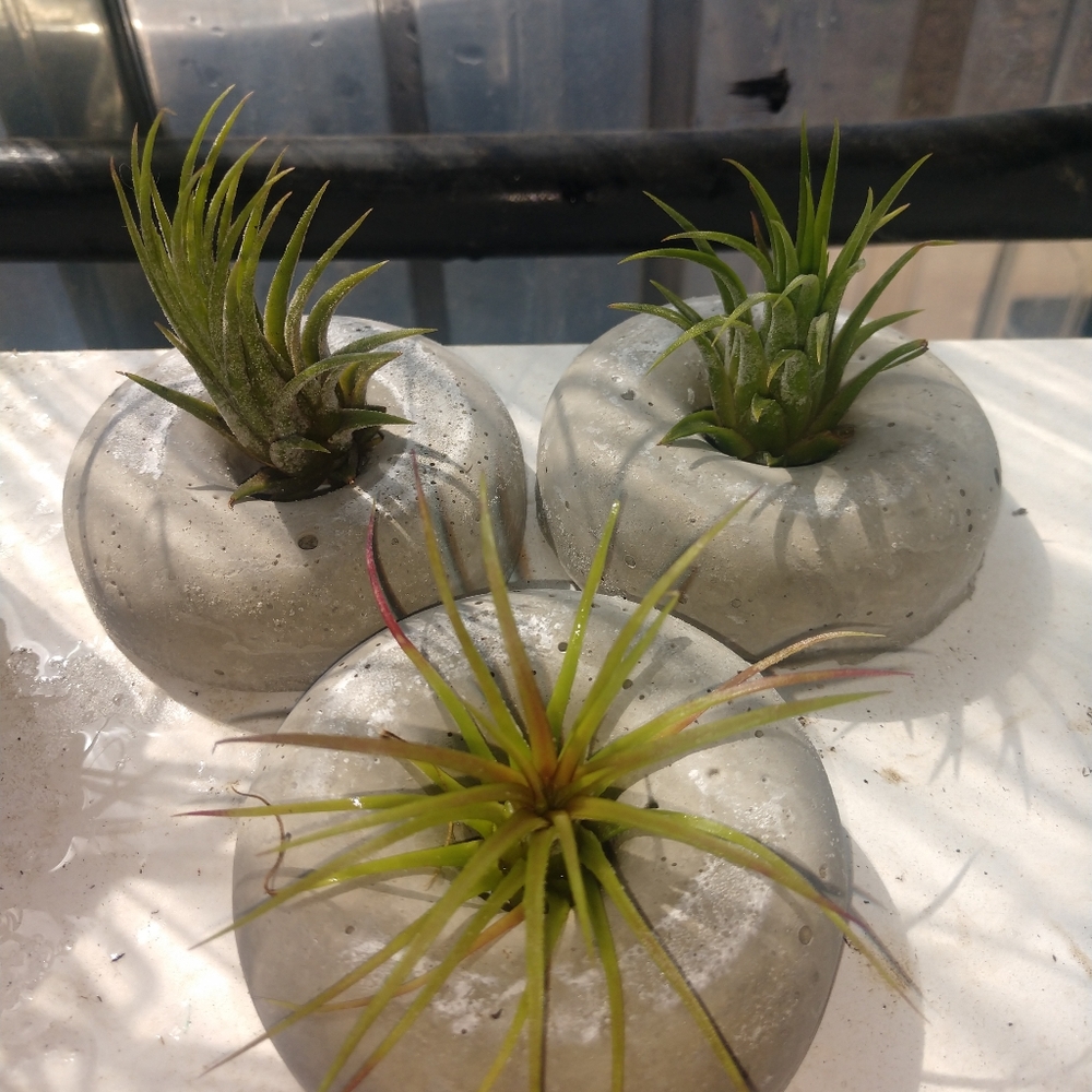 Set of 3 airplants in cement doughnut containers